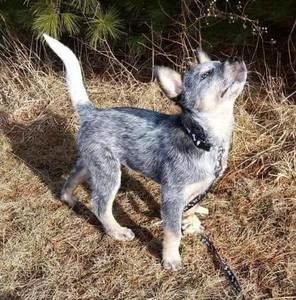 Meet your Posher, Brad tasha